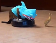 cat shark duck